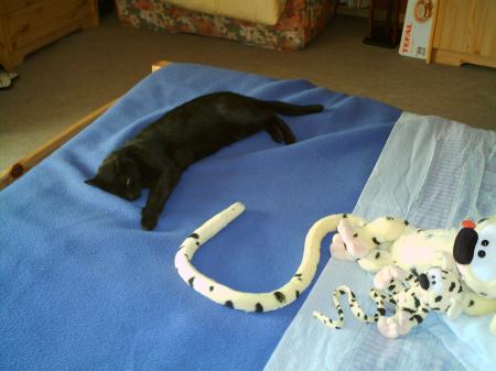 Le ChAt